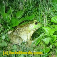 /home//u458753944/public_html/sourcegallery///Frogs/More bullfrogs/P9110724.JPG